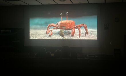 krab cinerama festiwal