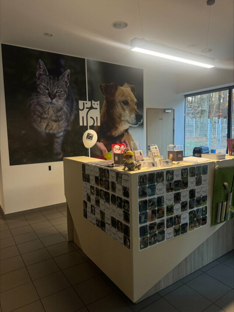 Sopotkowo schronisko Sopot zwierzęta psy koty